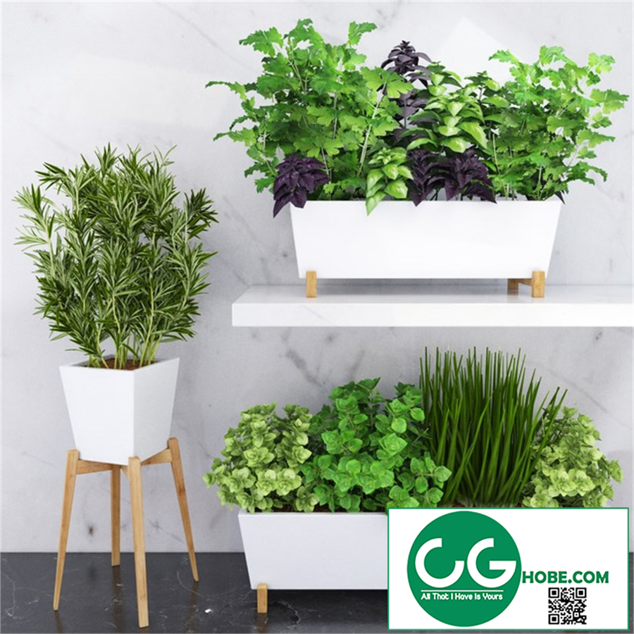 Spicy herbs for the kitchen in ceramic pots